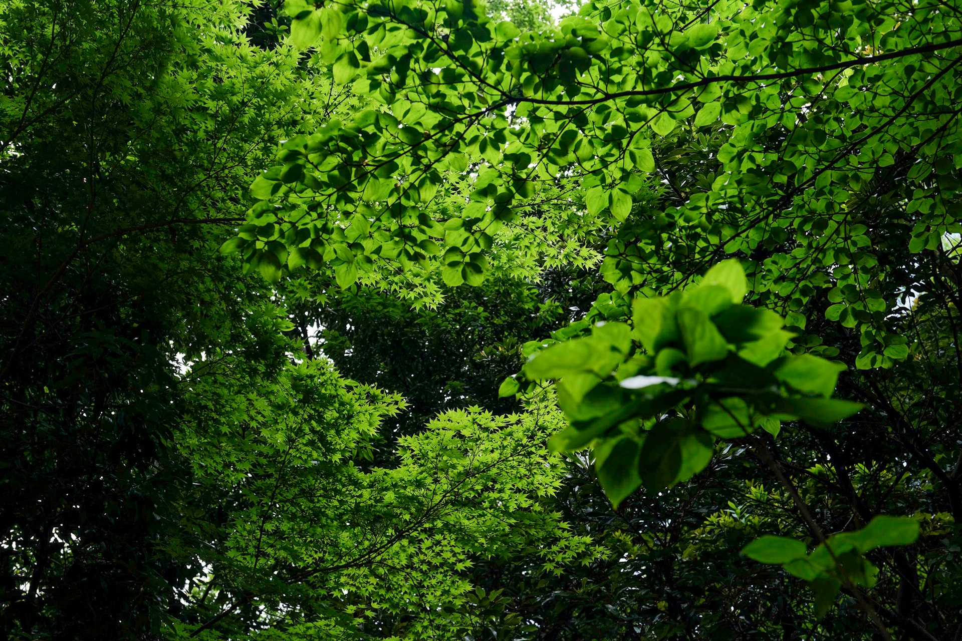 a tree in a forest
